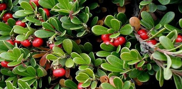 Cowberry